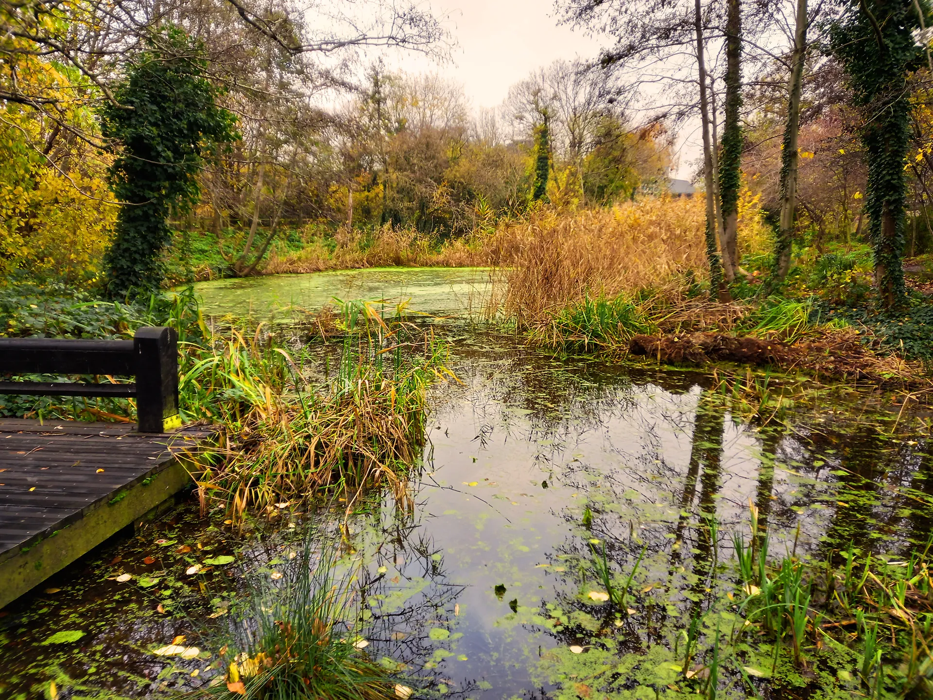 Camley Street Natural Park, London